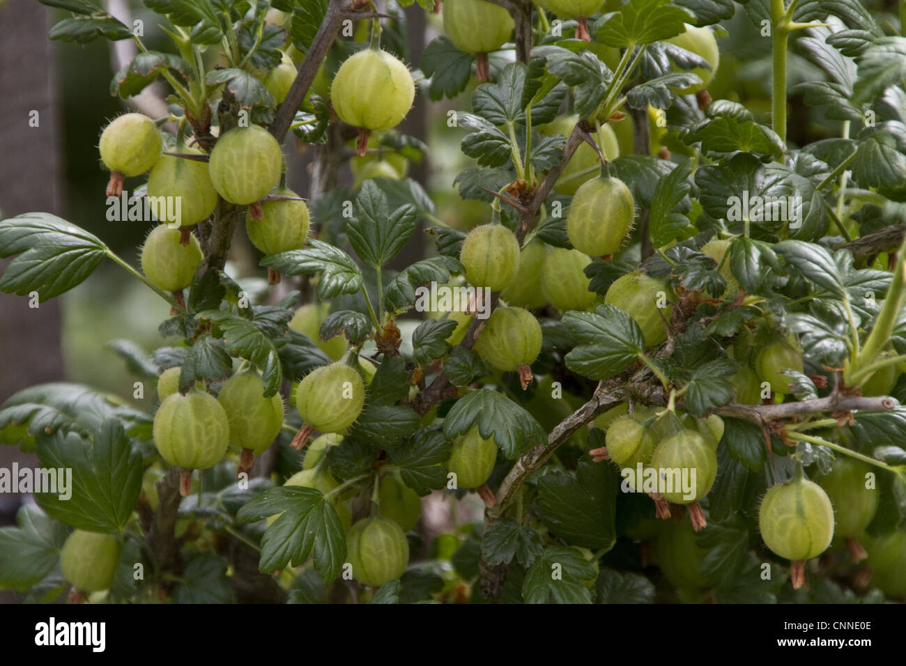 Gooseberry fruits on plant Stock Photo