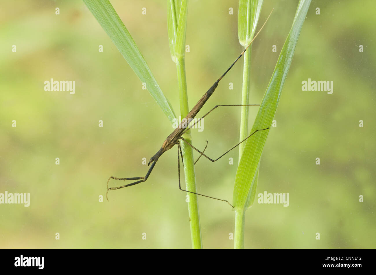 Water Stick Insect (Ranatra linearis) adult, clinging to submerged plant stems, England, may (captive) Stock Photo