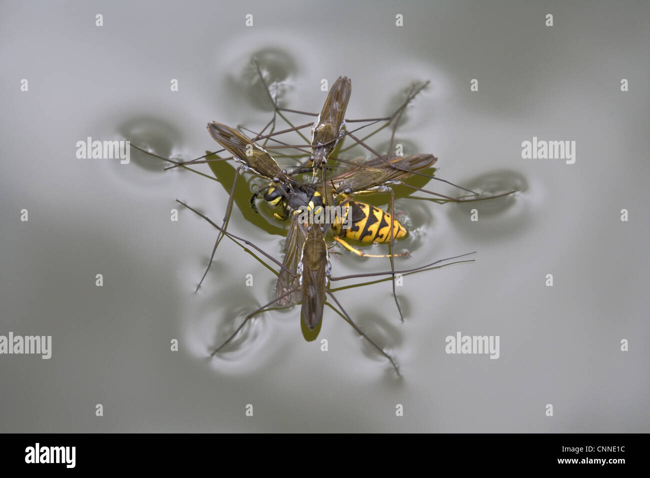 Common Pond Skater Gerris lacustris four adults feeding Common Wasp Vespula vulgaris drowned surface garden pond Bentley Stock Photo