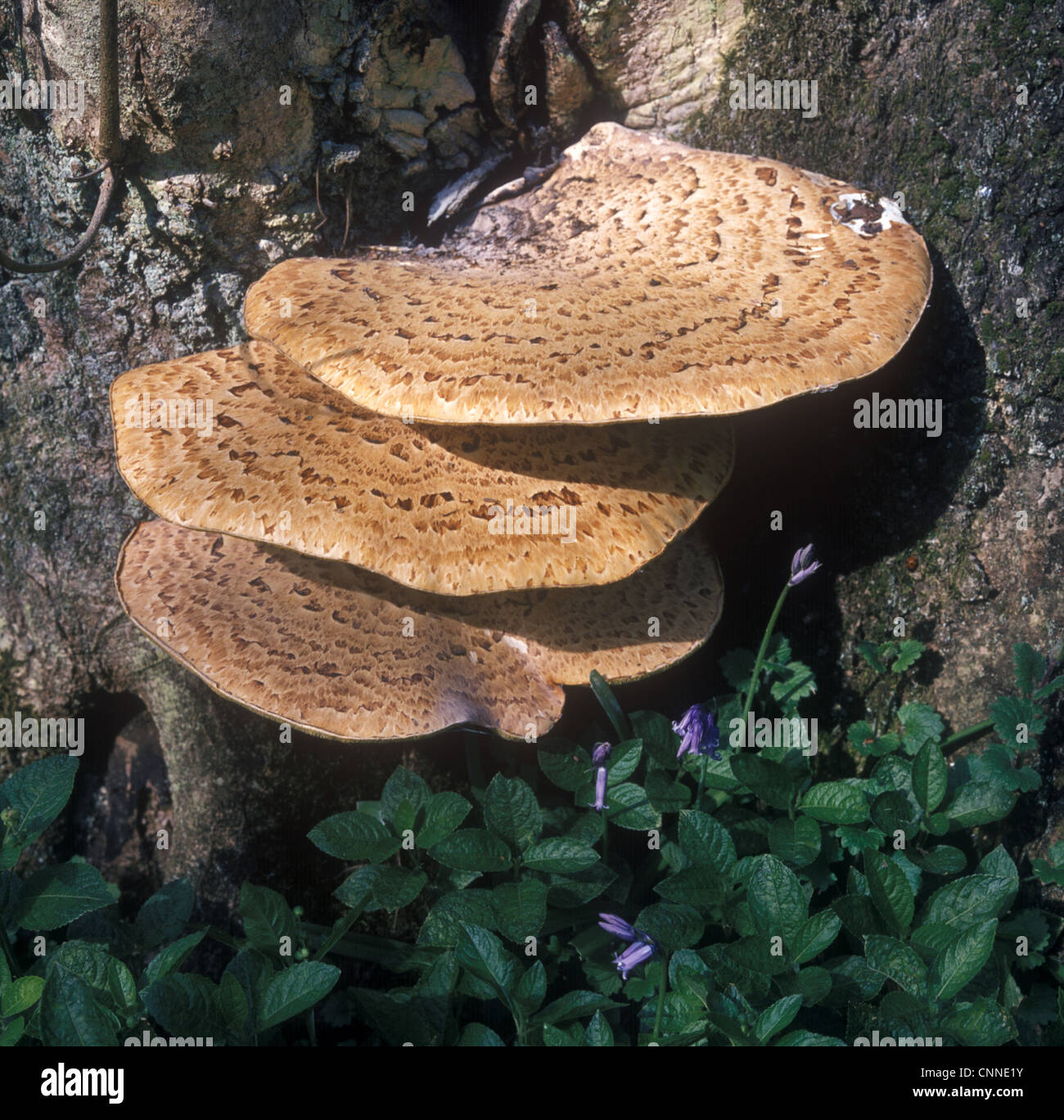 Polyporus squamosus is an basidiomycete bracket fungus, with common names including Dryad's saddle and Pheasant's back mushroom. Stock Photo