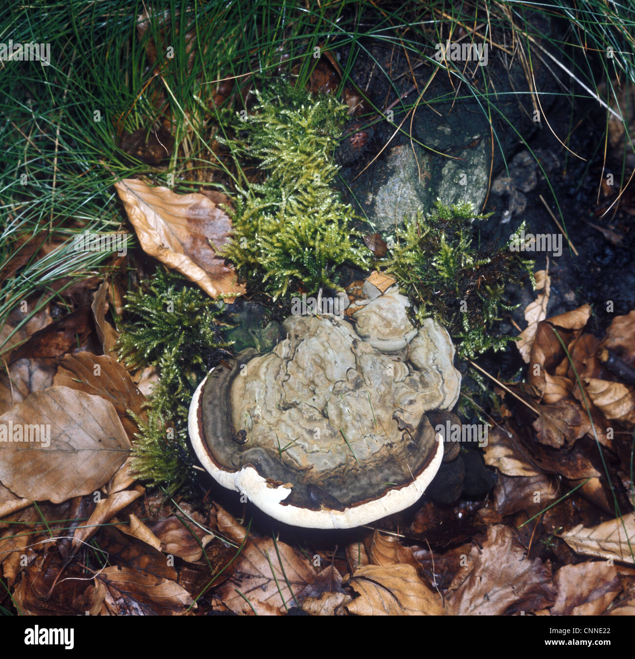Heterobasidion annosum is a basidiomycete fungus in the family Bondarzewiaceae Stock Photo