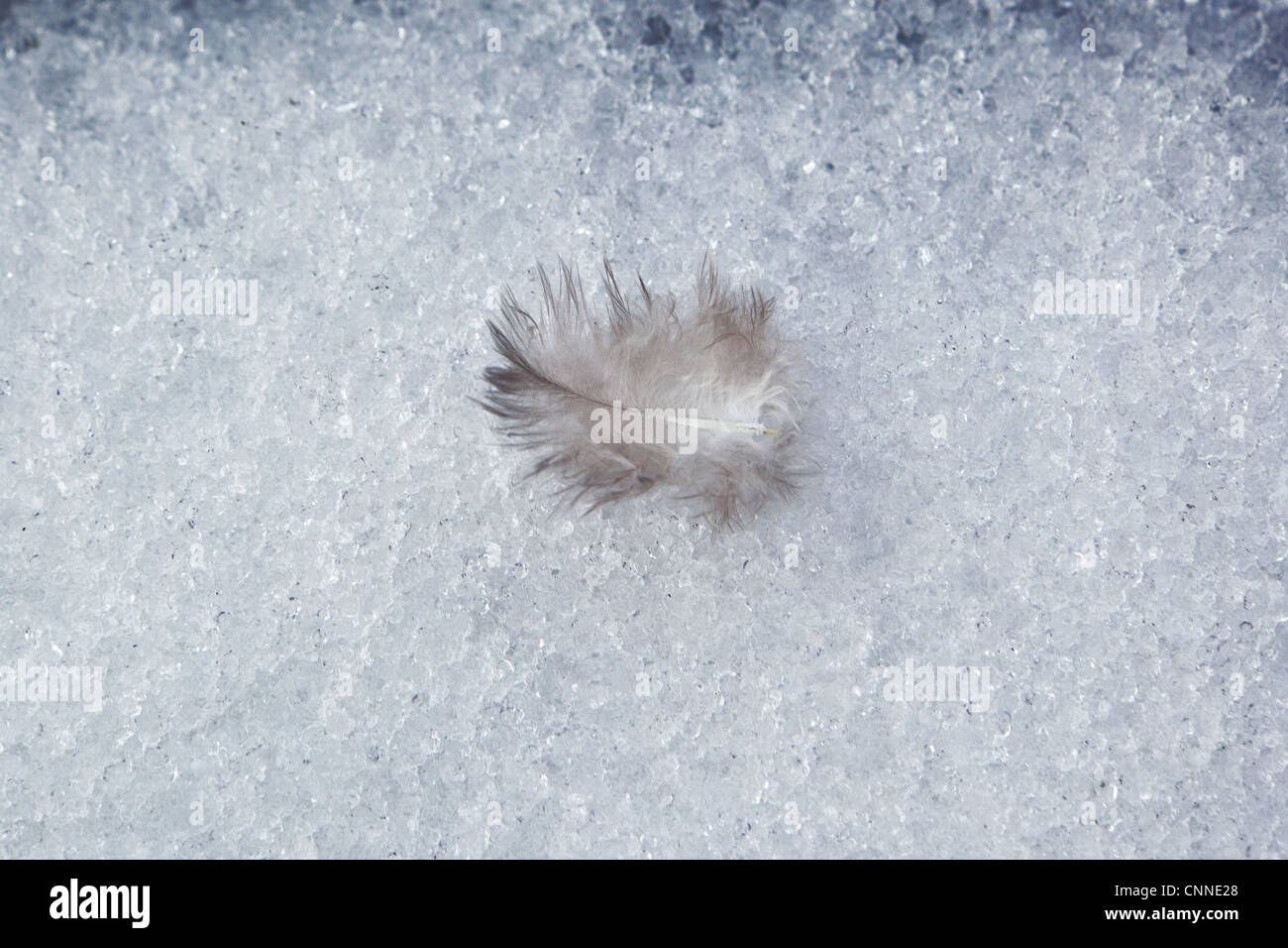 Bird feather in snow Stock Photo