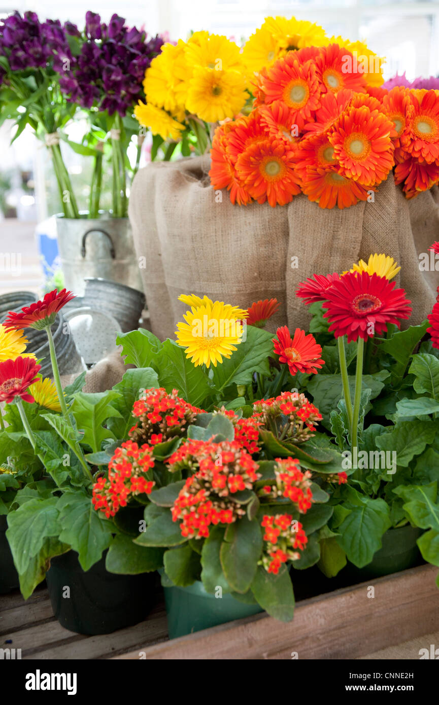 Variety of Flowers, Ontario, Canada Stock Photo Alamy