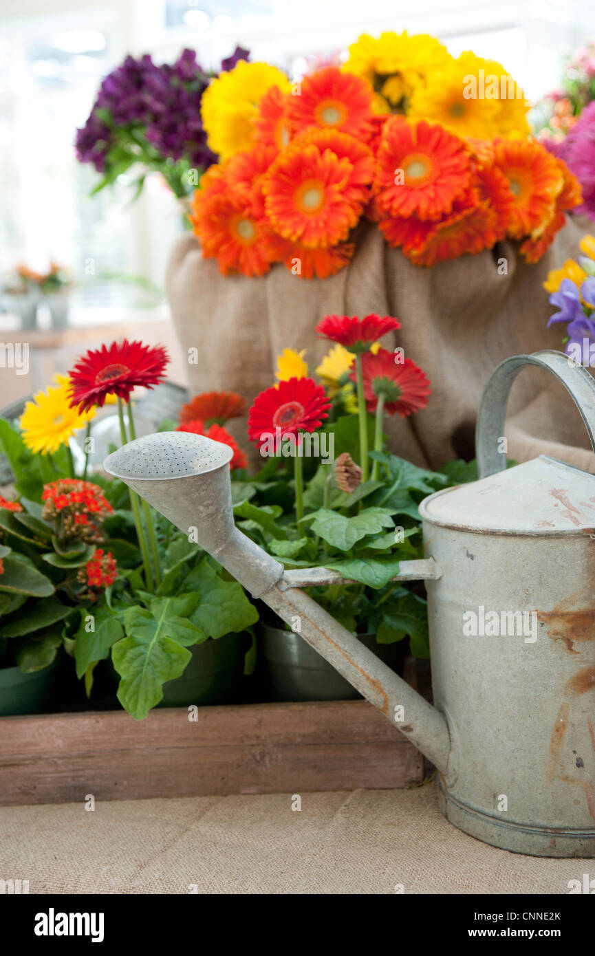 Variety of Flowers, Ontario, Canada Stock Photo Alamy