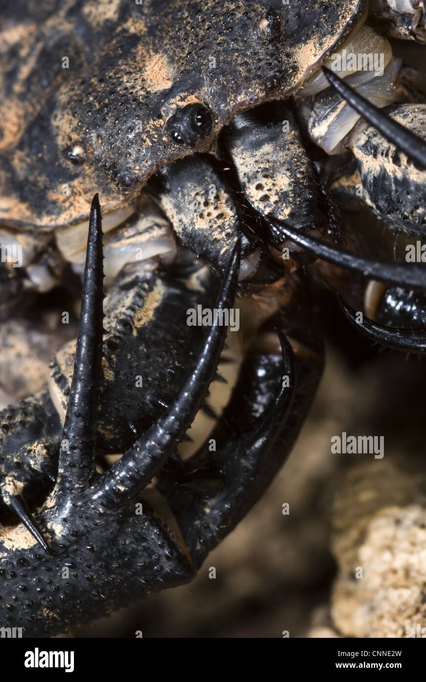 Variegated Tailless Whip Scorpion (Damon variegatus) adult female, close-up of palps with raptorial spurs, Central Africa Stock Photo