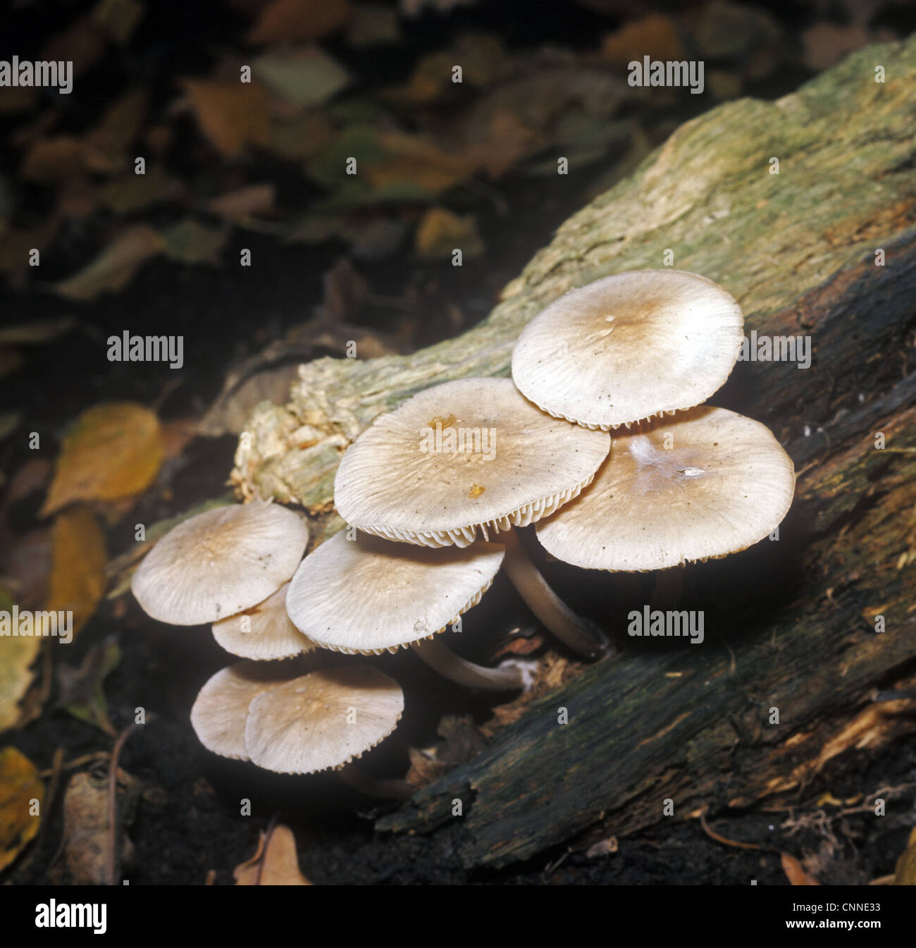 Mycena galericulata is a fungus species known as the Common Bonnet, growing on dead wood from spring to autumn Stock Photo