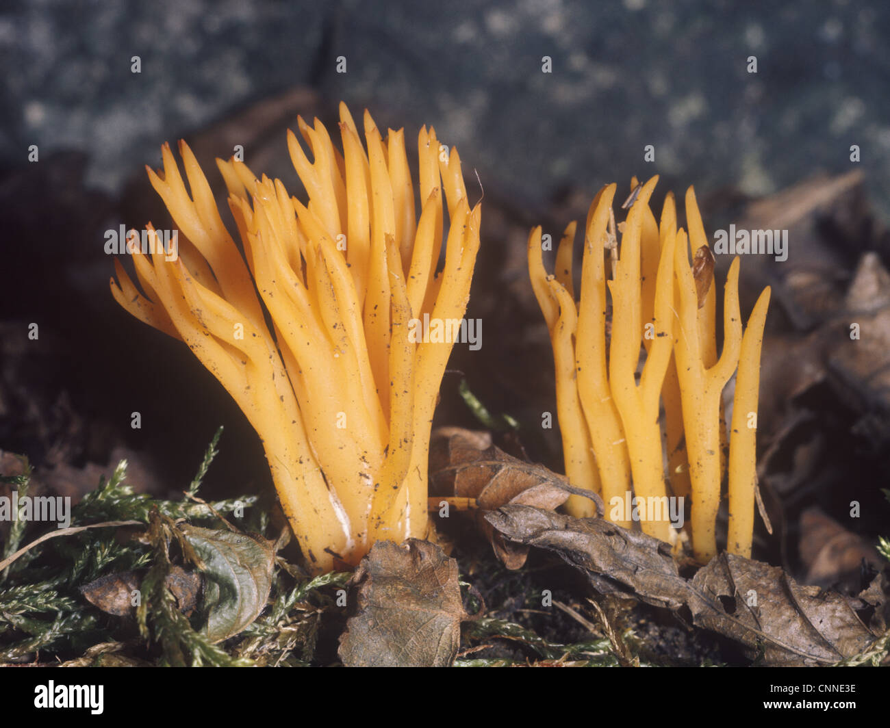 Stag horn fungus, Calocera viscosa Stock Photo Alamy