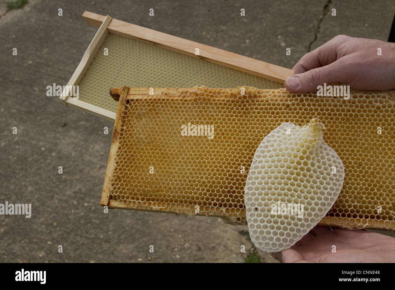 Honey bee hive wax frames furthest new wax foundation next wax frame being  reused after honey removed nearest natural bees wax Stock Photo - Alamy