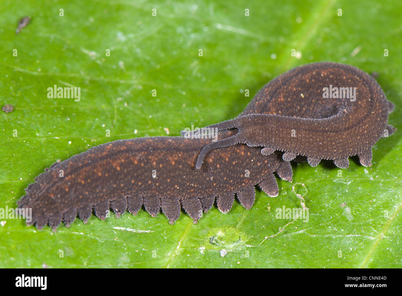 Andean Velvetworm (Peripatus sp.) adult, coiled on leaf, from Cusco to