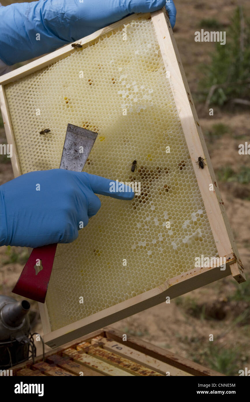 Examining the new comb from the brood box for possible problems such as parasites. Stock Photo