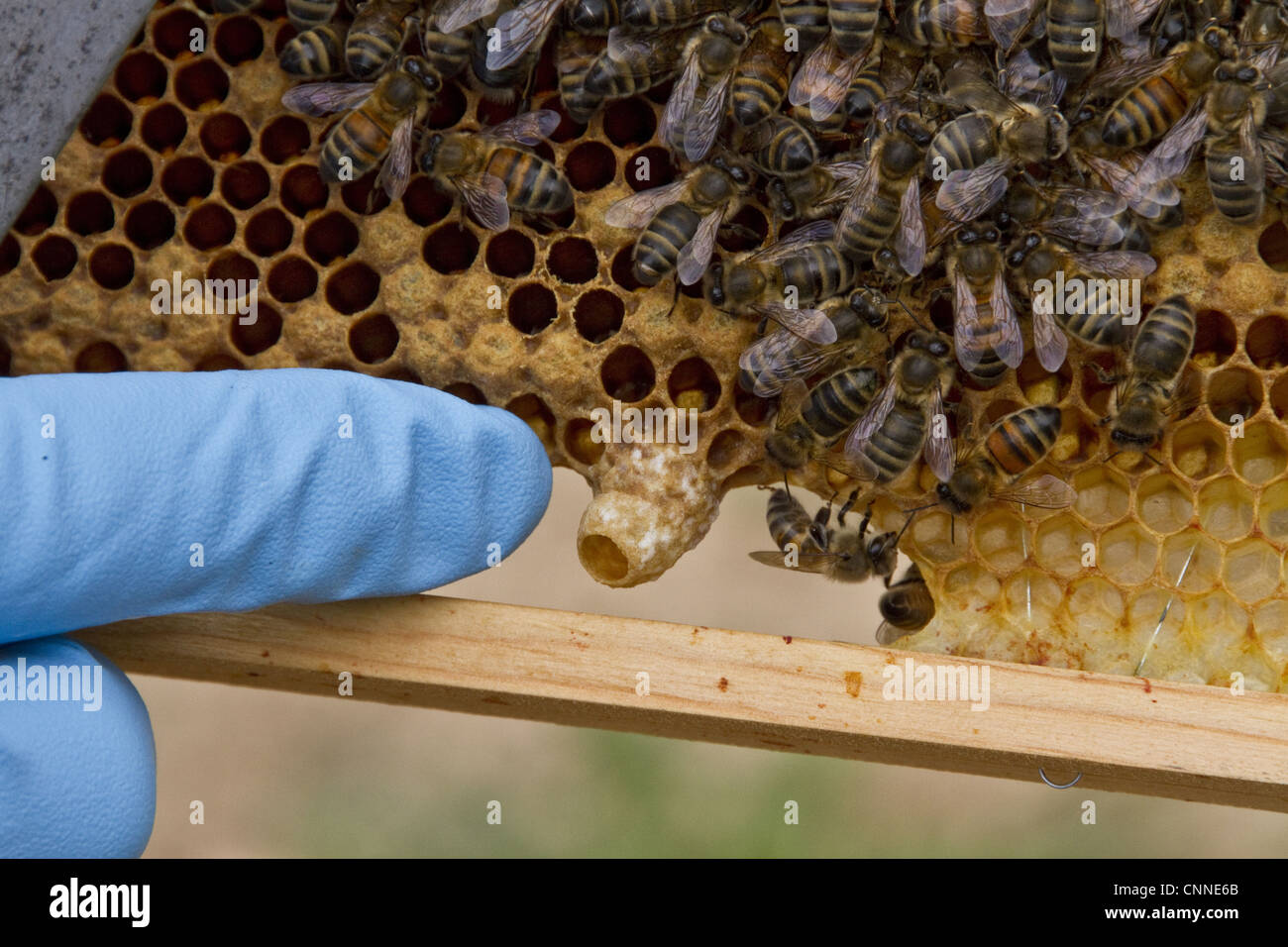 Pointing out a new honey bee queen cell on the brood frame Stock Photo