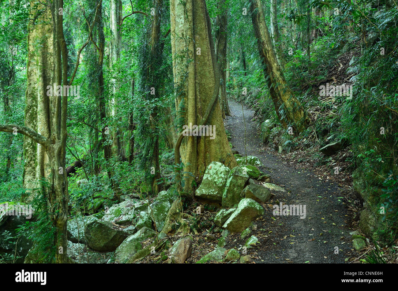Path through Rainforest, Dorrigo National Park, New South Wales, Australia Stock Photo