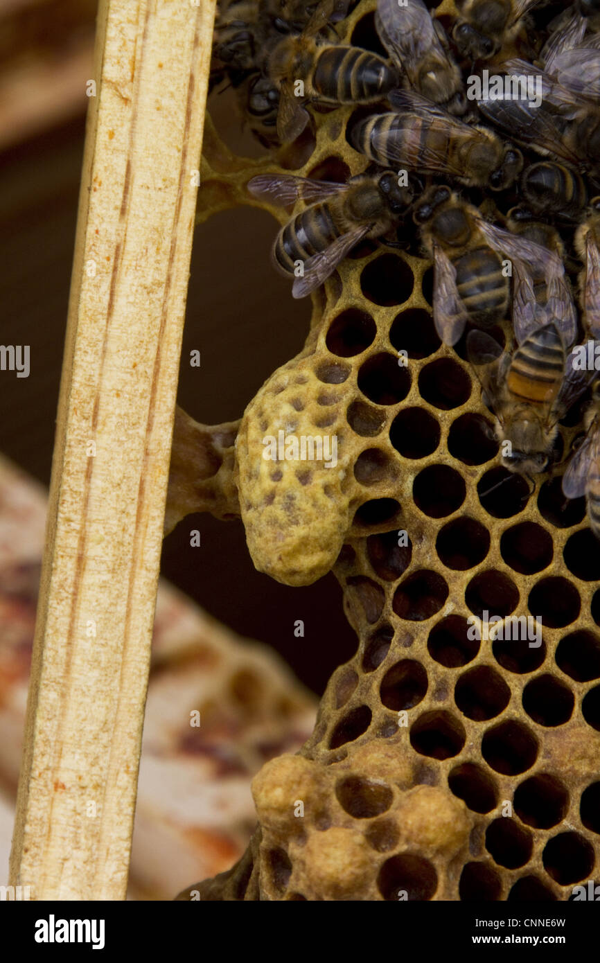 A queen cell on the side of brood frame with worker bees Stock Photo