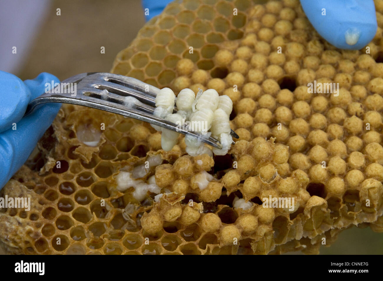 Removing some larva from the brood comb to see if any disease or parasites are present in the hive. Stock Photo