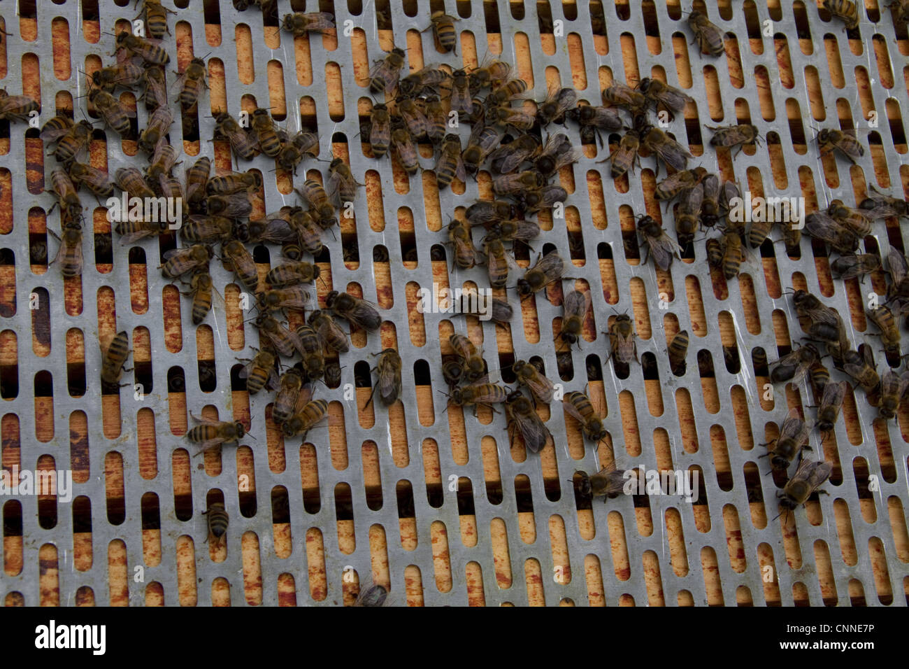 A Barrier Placed Between Brood Frames In Lower Part Hive Upper Super A Barrier Placed Between Brood Frames In Lower Part Hive Upper Super