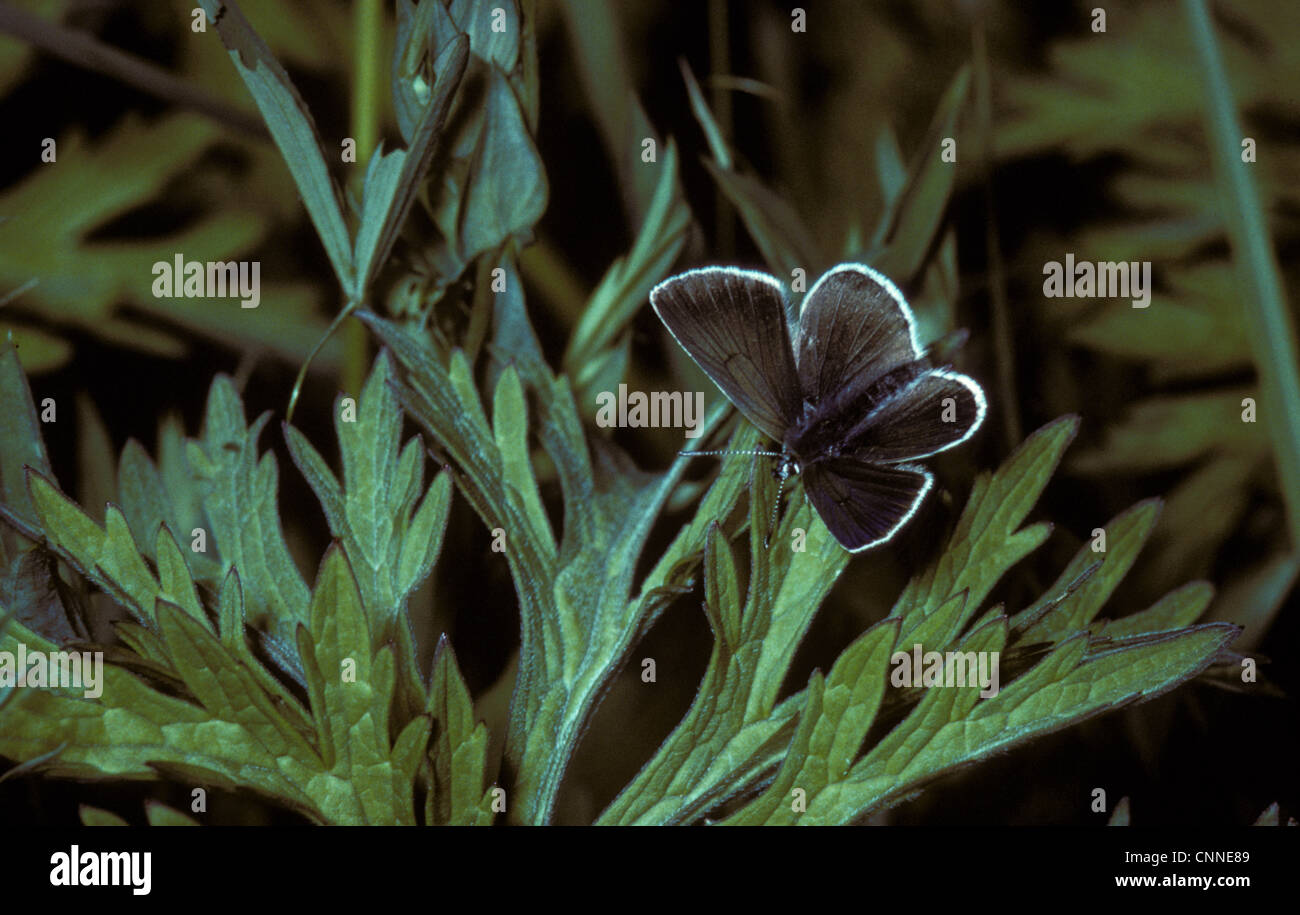 Geranium Argus (Eumedonia eumedon) Male / upper wing Stock Photo