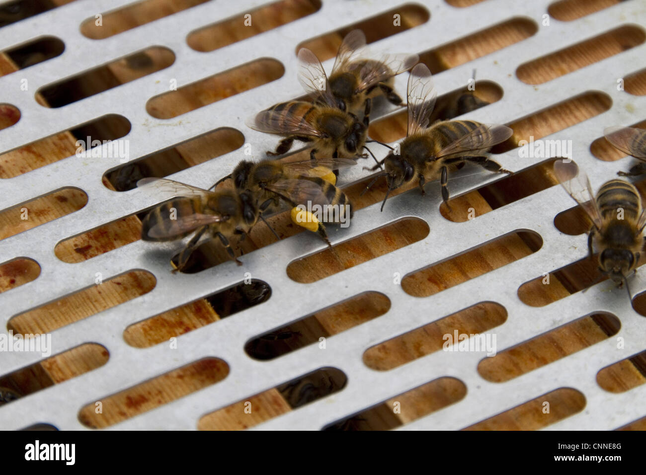 Worker bees examine bee pollen on legs they are on metal barrier used to stop queen bee moving