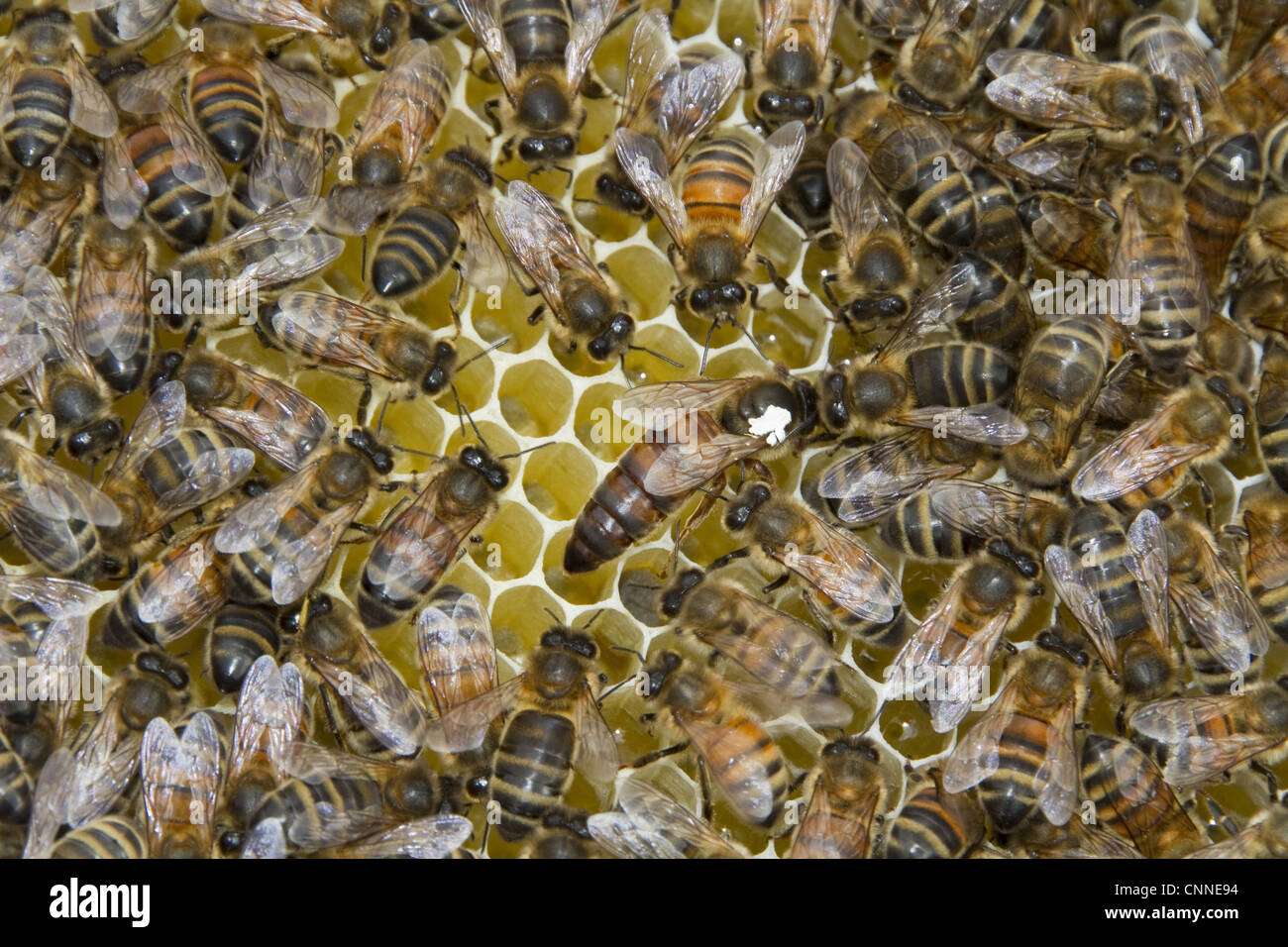 The queen bee marked white dot laying eggs queen cups virgin queen will develop fertilized egg young queen larva develops Stock Photo