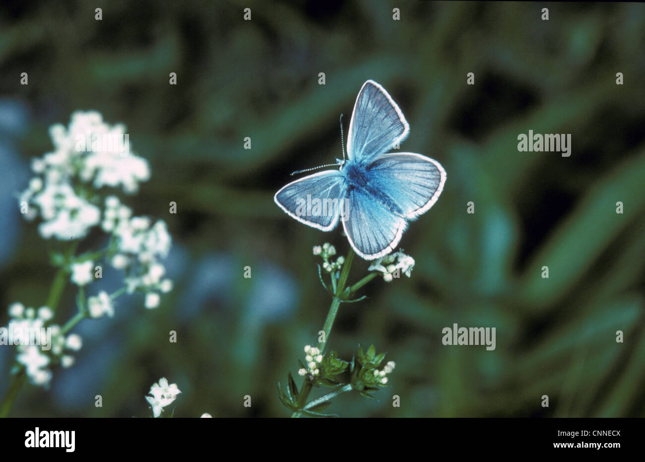 Damon Insect Blue Damon Butterfly (Agrodiaetus damon) Male / Alpes de Haute Provence ...