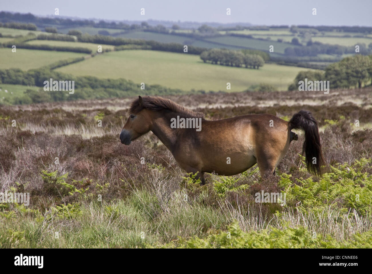 The Exmoor pony horse breed native British Isles where some still roam