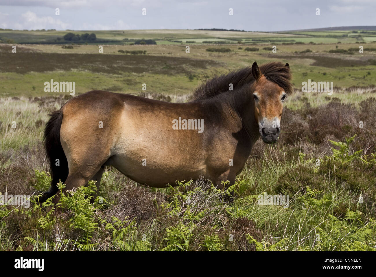 The Exmoor pony horse breed native British Isles where some still roam