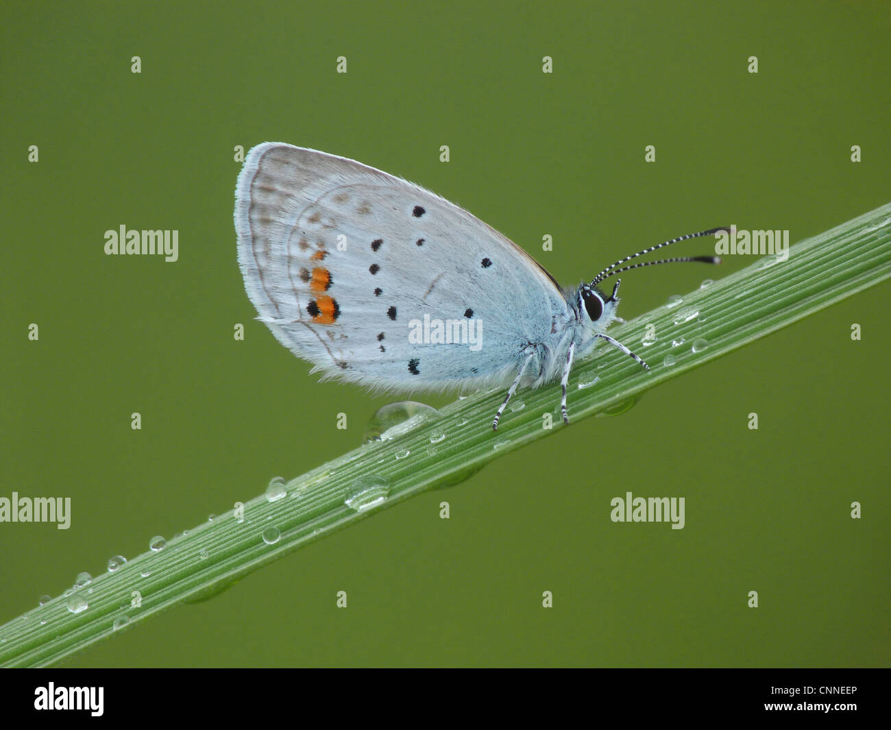 Short-tailed Blue (Everes argiades) adult male, resting on grass during rainfall, France, july Stock Photo