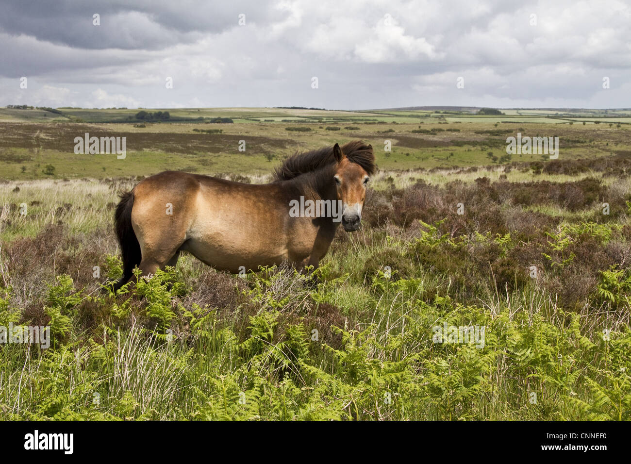 The Exmoor pony horse breed native British Isles where some still roam