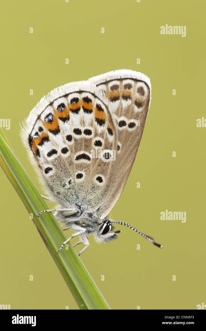 Silver-studded Blue (Plebejus argus) adult female, resting on grass, Prees Heath, Shropshire, England Stock Photo