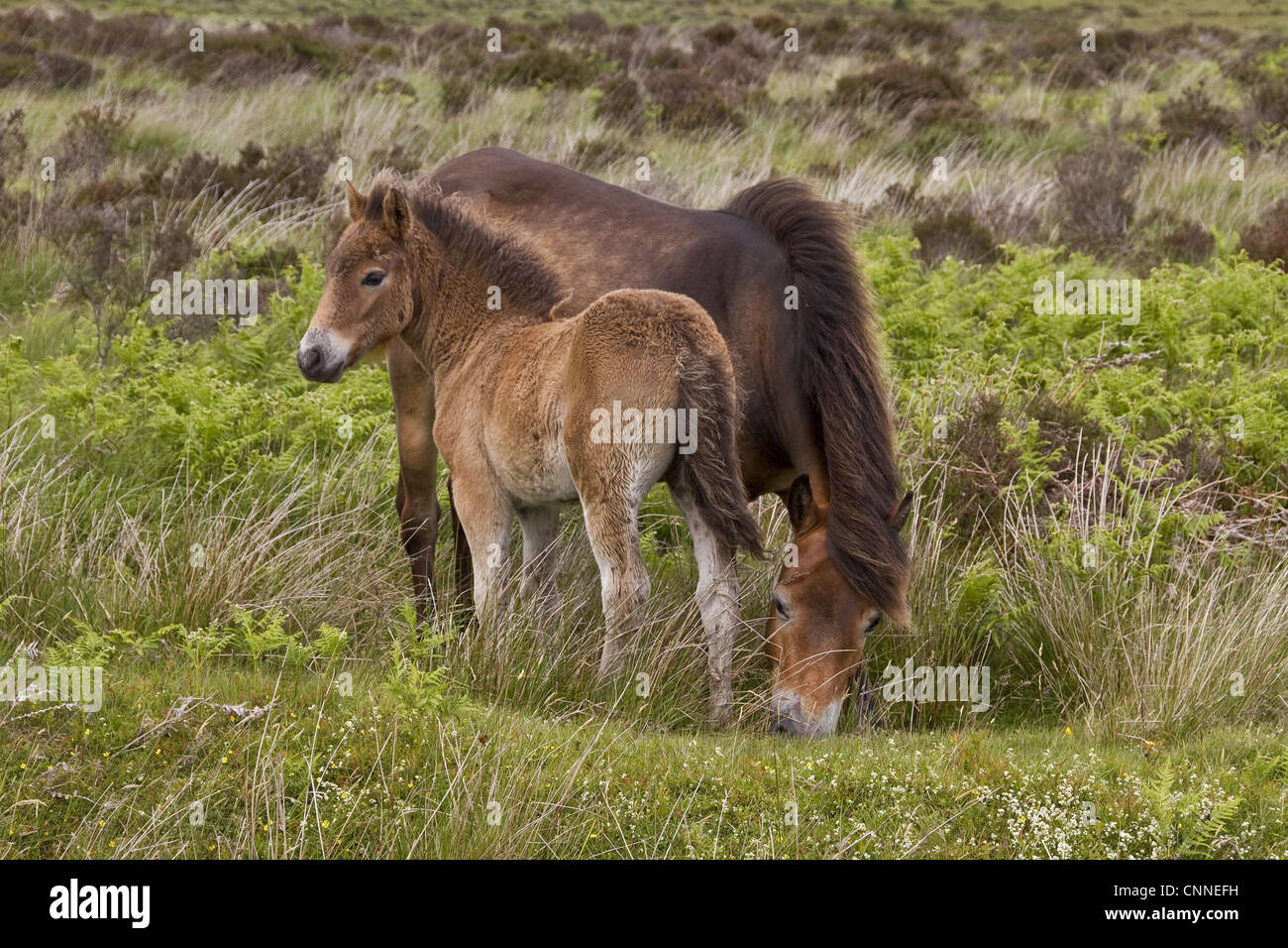 The Exmoor pony horse breed native British Isles where some still roam