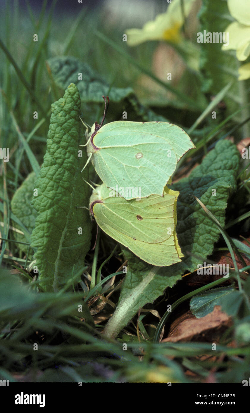 Brimstone Butterfly (Gonepteryx rhamni) Pair mating on primrose - Groton Wood HK00898 (Scratched) Stock Photo