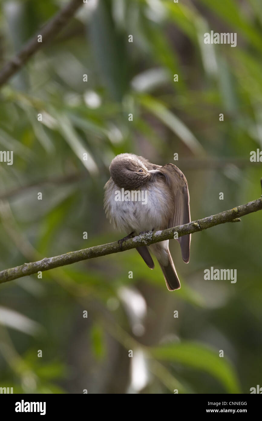 Spotted flycatcher preening. Stock Photo