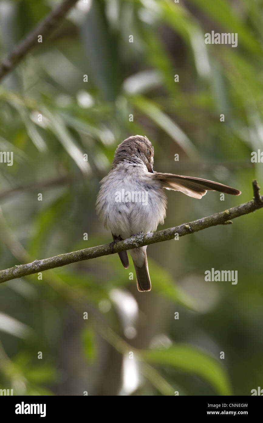 Spotted flycatcher preening. Stock Photo