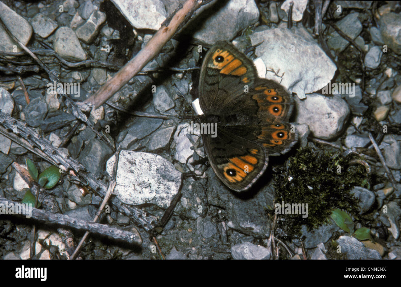 Northern Wall Brown (Lasiommata petropolitana) Female / upper wing Stock Photo