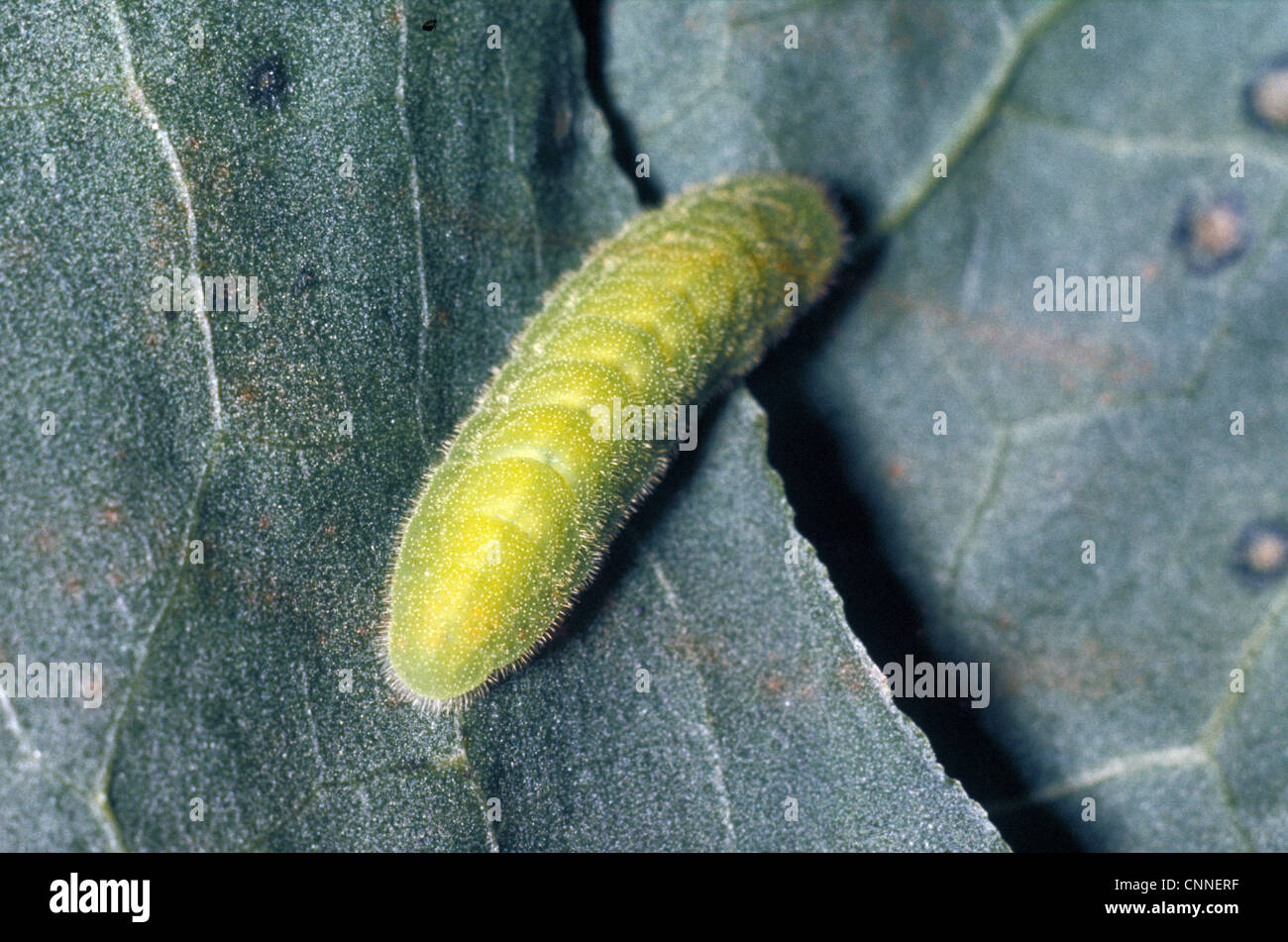 Large Copper (Lycaena dispar) larva Stock Photo
