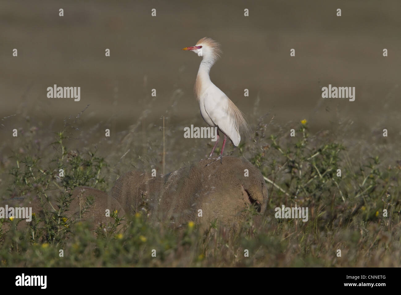 Cattle Egret in courtship colours/ plumage standing on a sheep. Stock Photo