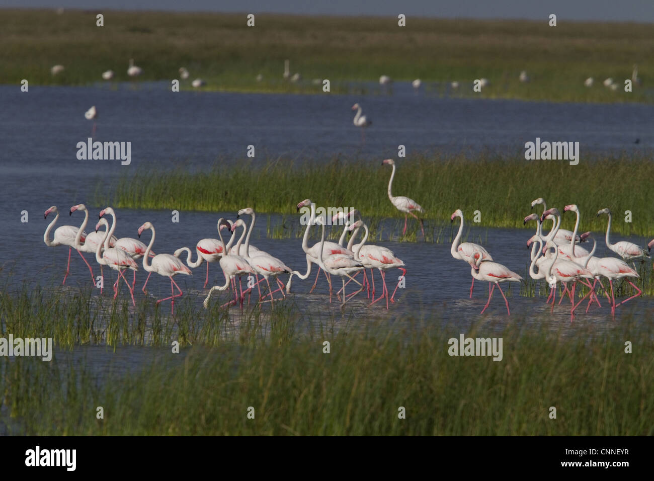 Flock of Greater Flamingo's wading in marsh land, Coto Donana, Spain Stock Photo