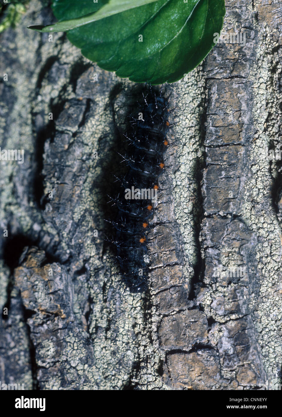 Butterfly-Fritillary Dark Green Larva(Argynnis aglaia) close-up / on bark Stock Photo