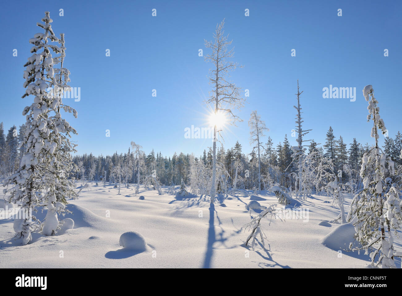 Shot snow covering trees hi-res stock photography and images - Alamy