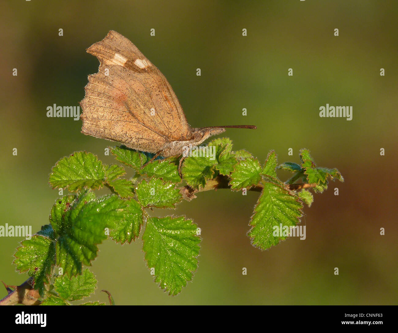 Nettle-tree Butterfly (Libythea celtis) adult, underside, resting on bramble, Greece, april Stock Photo