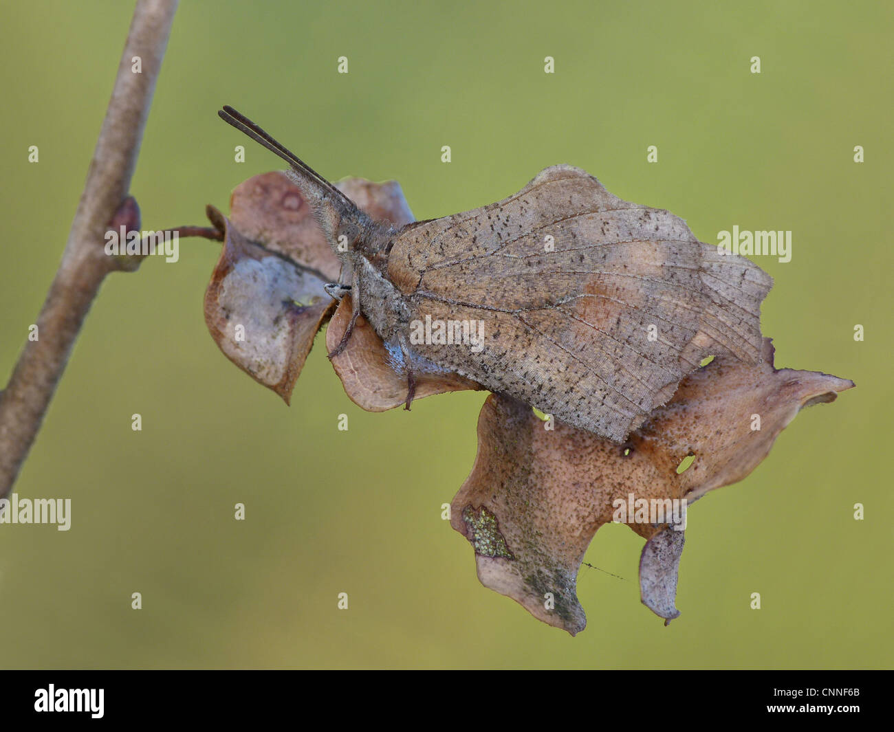 Nettle-tree Butterfly (Libythea celtis) adult, camouflaged on dry leaf, Peloponesos, Southern Greece, april Stock Photo
