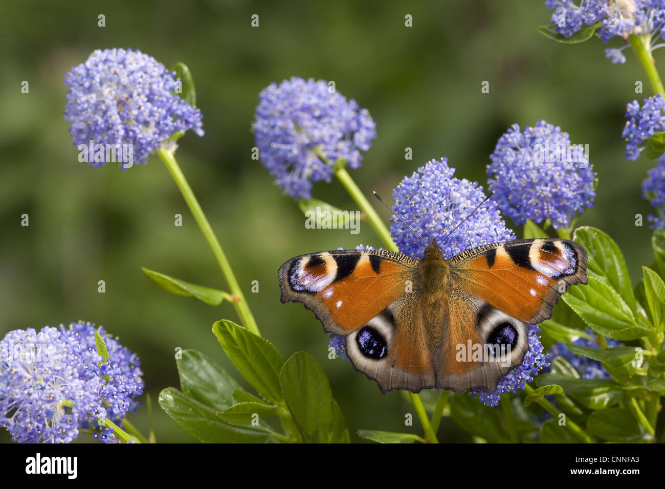 Peacock Butterfly (Inachis io) adult, feeding on California Lilac (Ceanothus arboreus) flowers in garden, England, june Stock Photo