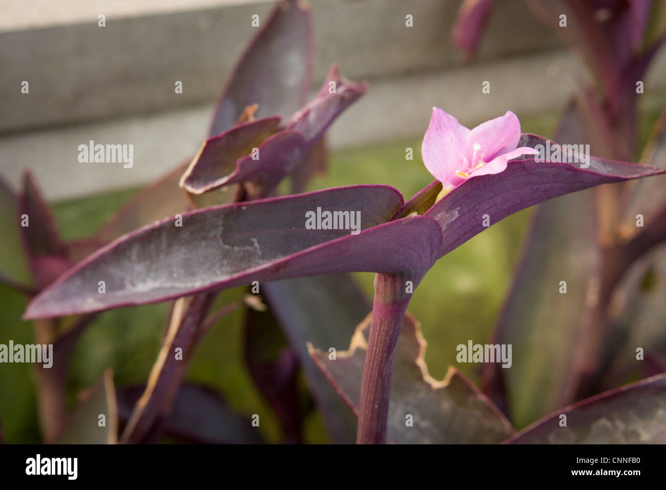 Tradescantia pallida 'Purple heart' Stock Photo