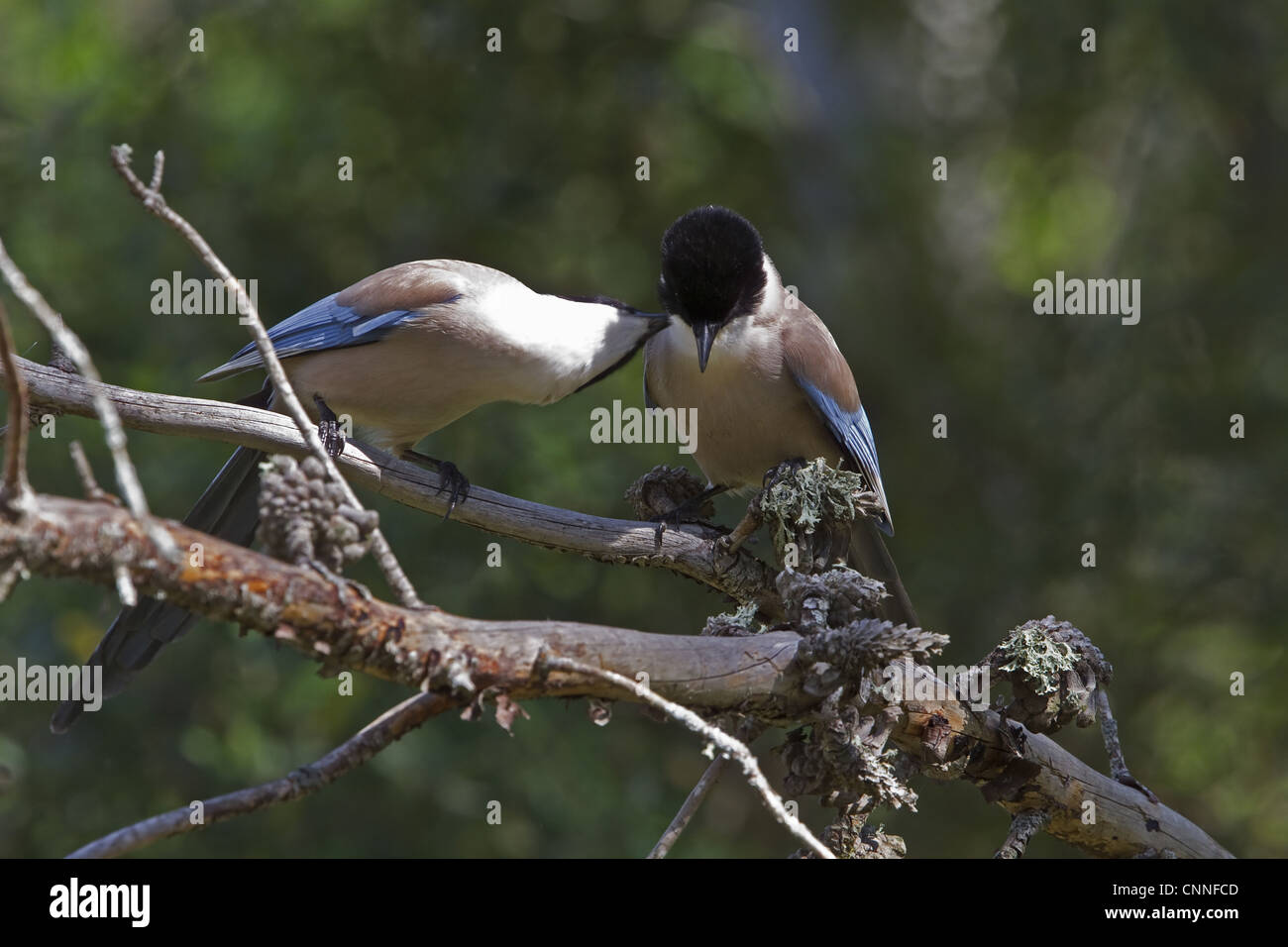 Azure winged Magpies courtship grooming - Extremadura,Spain, Stock Photo