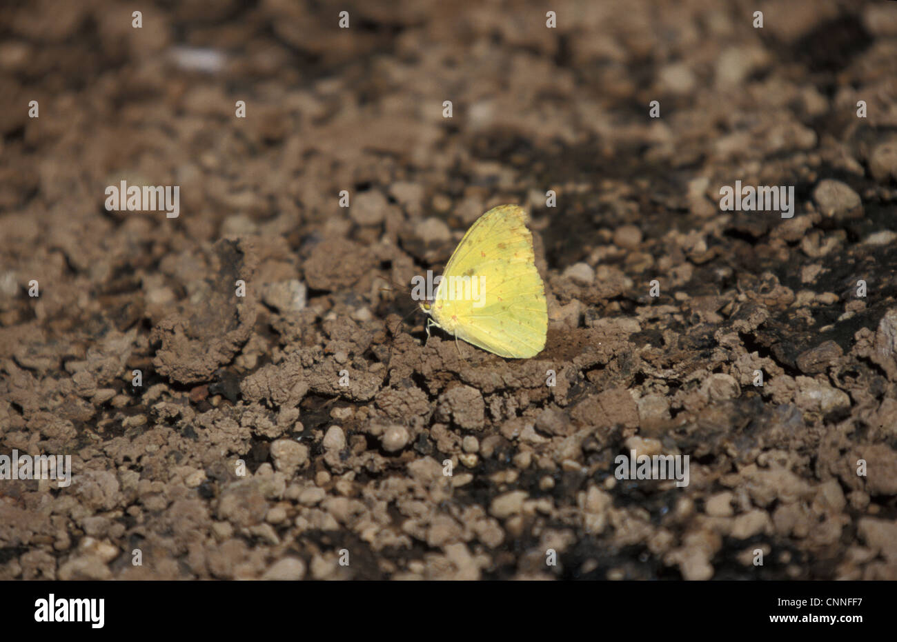Galapagos Sulphur Butterfly (Phoebis sennae marcellina) Stock Photo