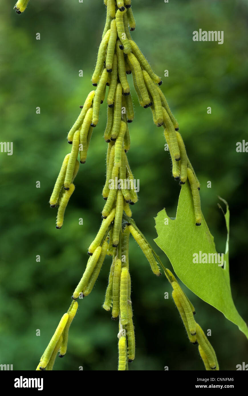 Common Grass Yellow (Eurema hecabe simulata) caterpillars, feeding on