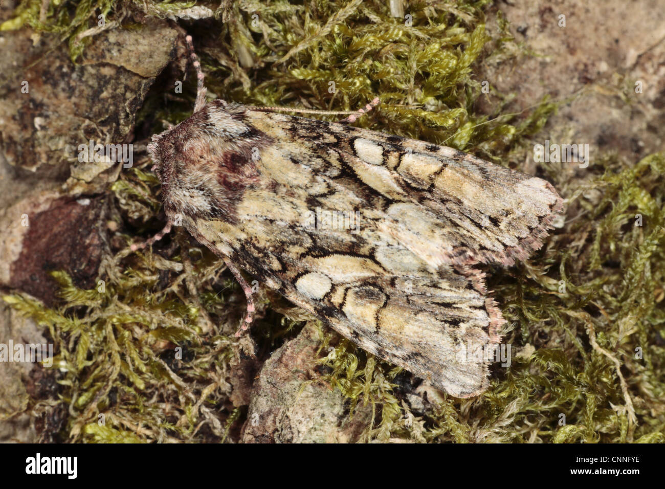 Beautiful Brocade (Lacanobia contigua) adult, resting on moss, Powys, Wales, june Stock Photo