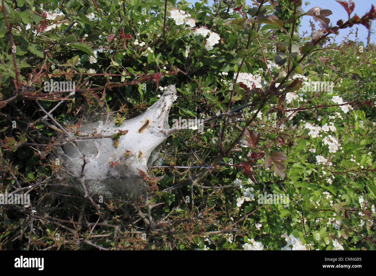 Brown-tail Moth Euproctis chrysorrhoea caterpillars woven silk 'tent' defoliated Common Hawthorn Crataegus monogyna hedge Stock Photo