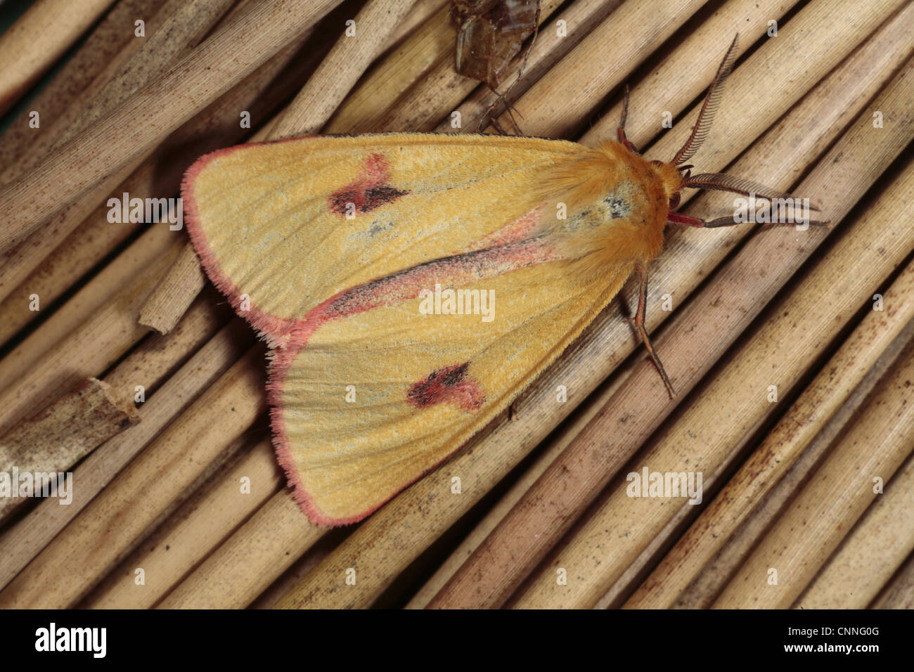 Clouded Buff (Diacrisia sannio) adult male, resting on stems, Powys, Wales, june Stock Photo