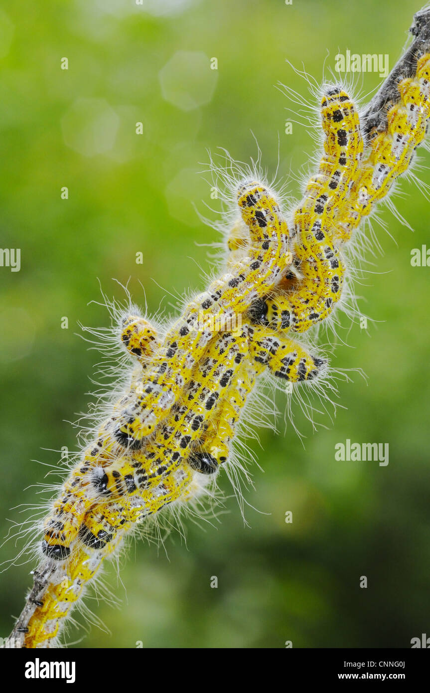 Buff-tip (Phalera bucephala) caterpillars, group on twig, Italy, august Stock Photo