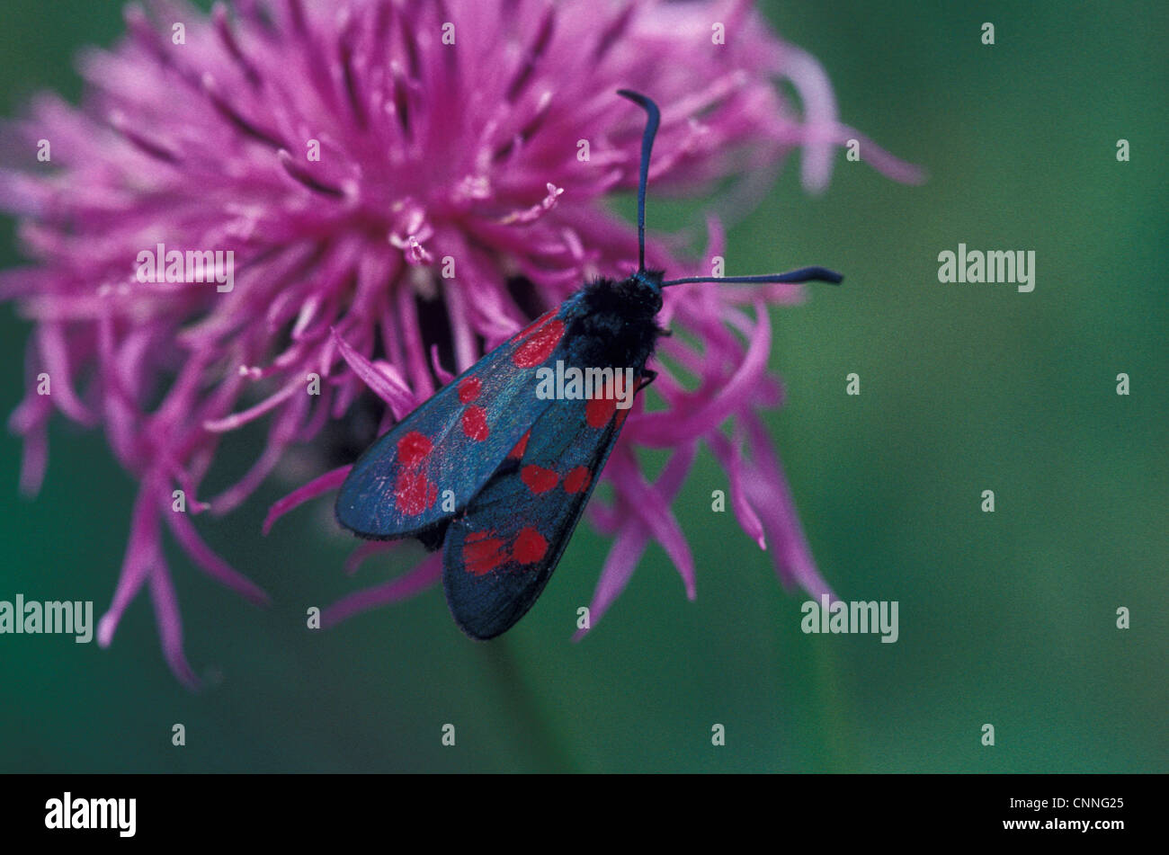 Moth - Burnet Six-spot (Zygaena filipendulae) on flower / Steyning, Sussex Stock Photo